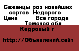 Саженцы роз новейших сортов. Недорого. › Цена ­ 350 - Все города  »    . Томская обл.,Кедровый г.